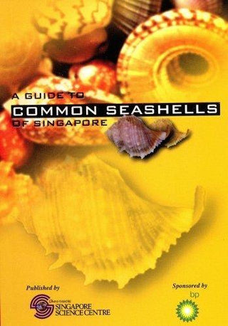 A Guide to Common Seashells of Singapore - Thryft