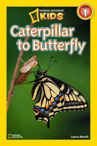 Caterpillar to Butterfly