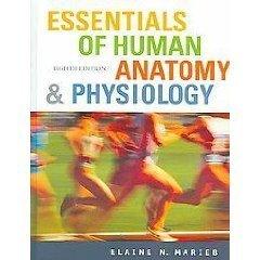 Essentials of Human Anatomy and Physiology - Thryft