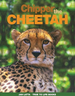 Chipper the Cheetah